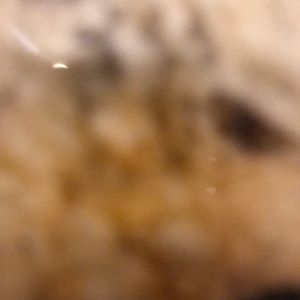 Meet your Posher, Raja